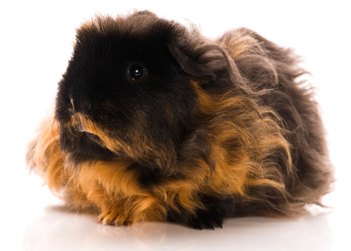 Texel Meerschweinchen