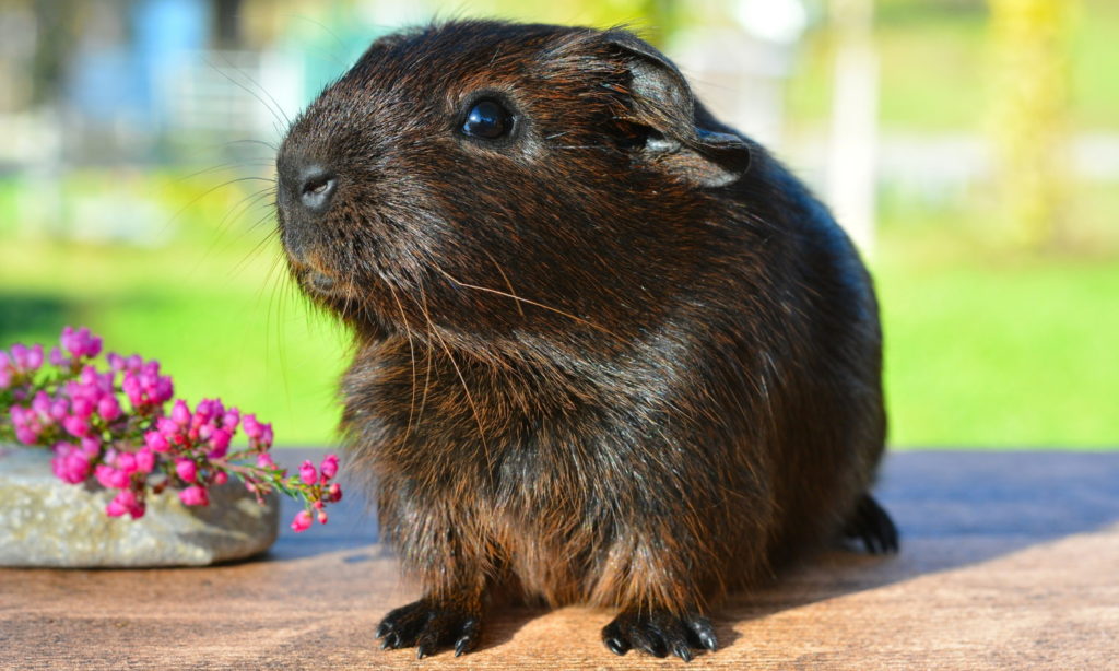 Das Foto zeigt ein Meerschweinchen Satin