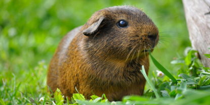 Das Foto zeigt ein Satin Meerschweinchen