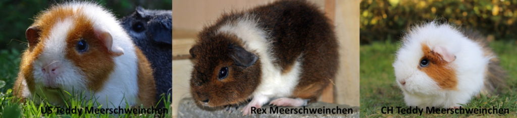 Das Foto zeigt einen Vergleich von Meerschweinchen