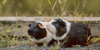 Brunst beim Meerschweinchen