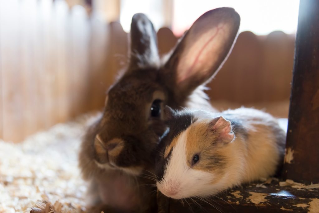 Charakter von Kaninchen und Meerschweinchen müssen zueinander passen