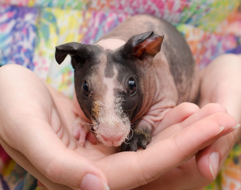 Charakter der Skinny Meerschweinchen