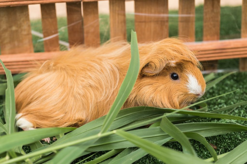 Außenhaltung von Coronet Meerschweinchen