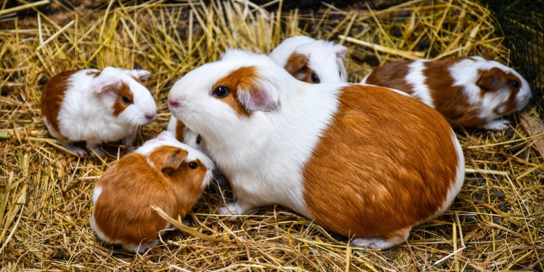 Cuy Meerschweinchen