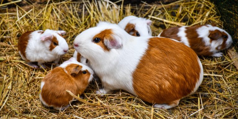 Wie Lange Lebt Ein Meerschweinchen