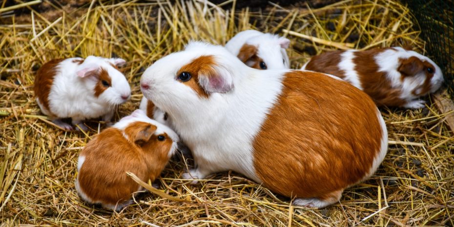 Cuys Haltung, Aussehen, Charakter, Pflege