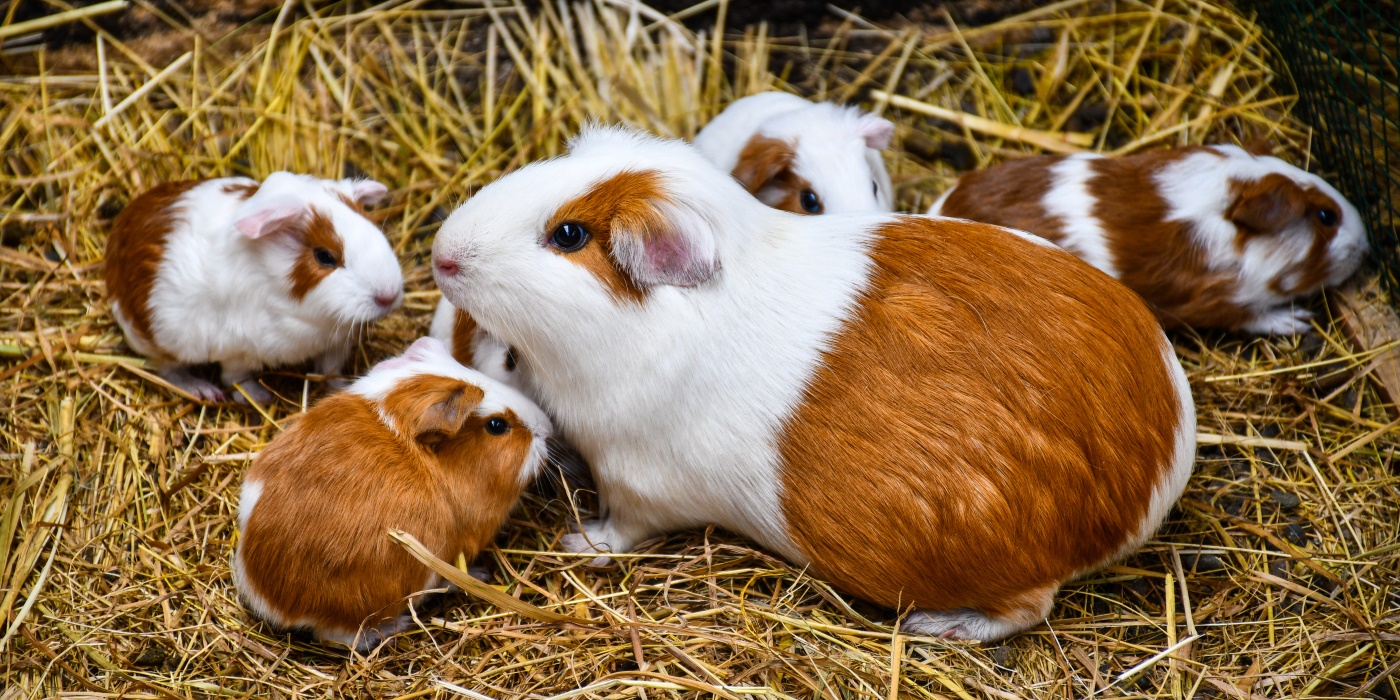 Lunkarya Meerschweinchen Haltung, Pflege, Herkunft, Charakter