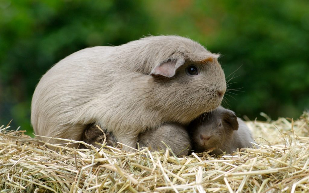 Domestizierte Meerschweinchen