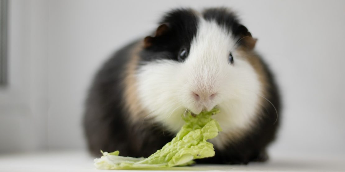 Dürfen Meerschweinchen Kohl fressen