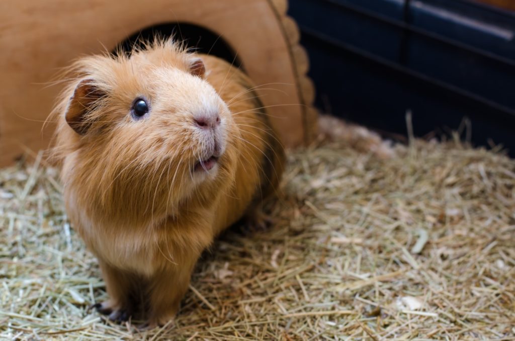 Das Foto zeigt ein Meerschweinchen mit langem Fell