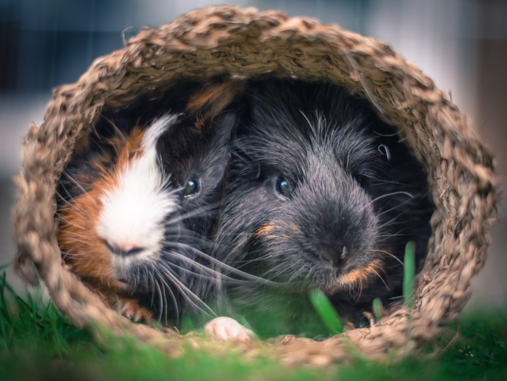 Übertragung von Flöhen zwischen Meerschweinchen