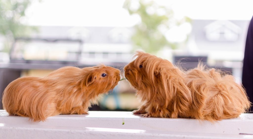 Futter-Laute und Lautsprache beim Meerschweinchen