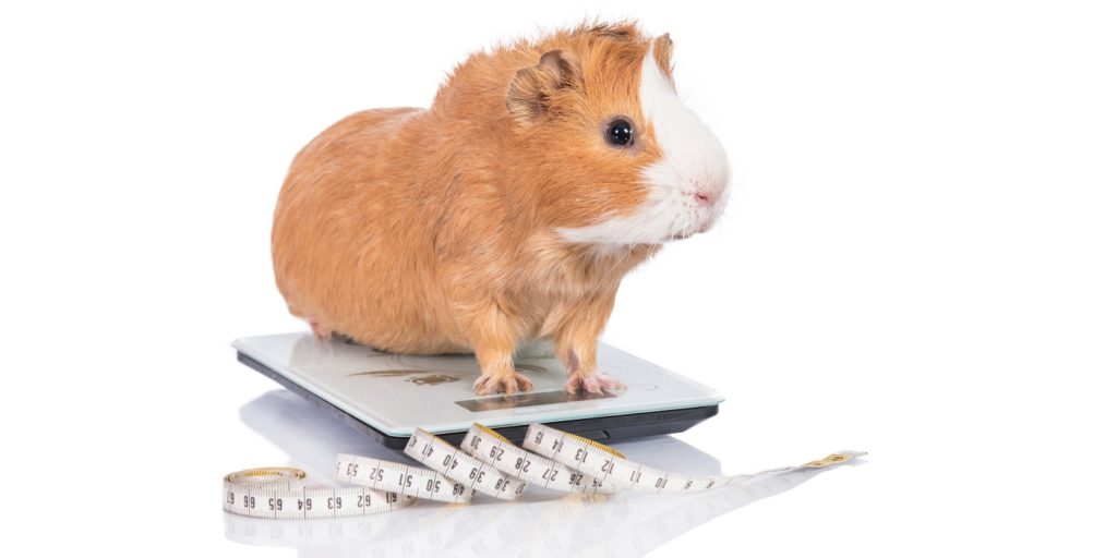 Herkunft Meerschweinchen - natürlicher Lebensraum und mehr