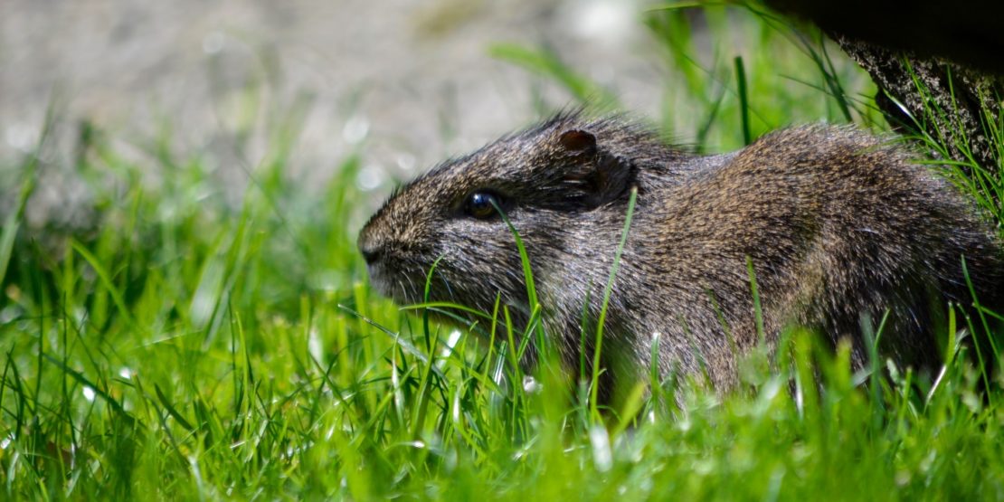 Herkunft von Meerschweinchen