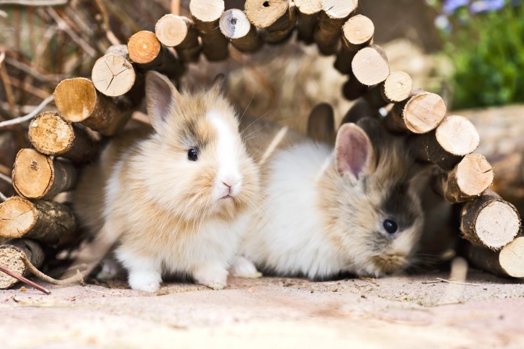 Kaninchen verhalten kuscheln