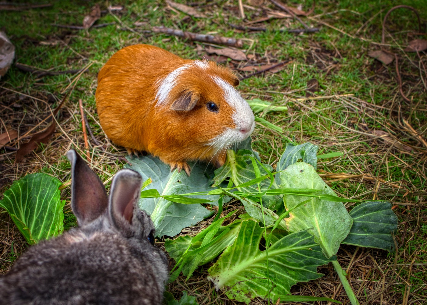 Dürfen Meerschweinchen Kohl fressen? richtige Fütterung