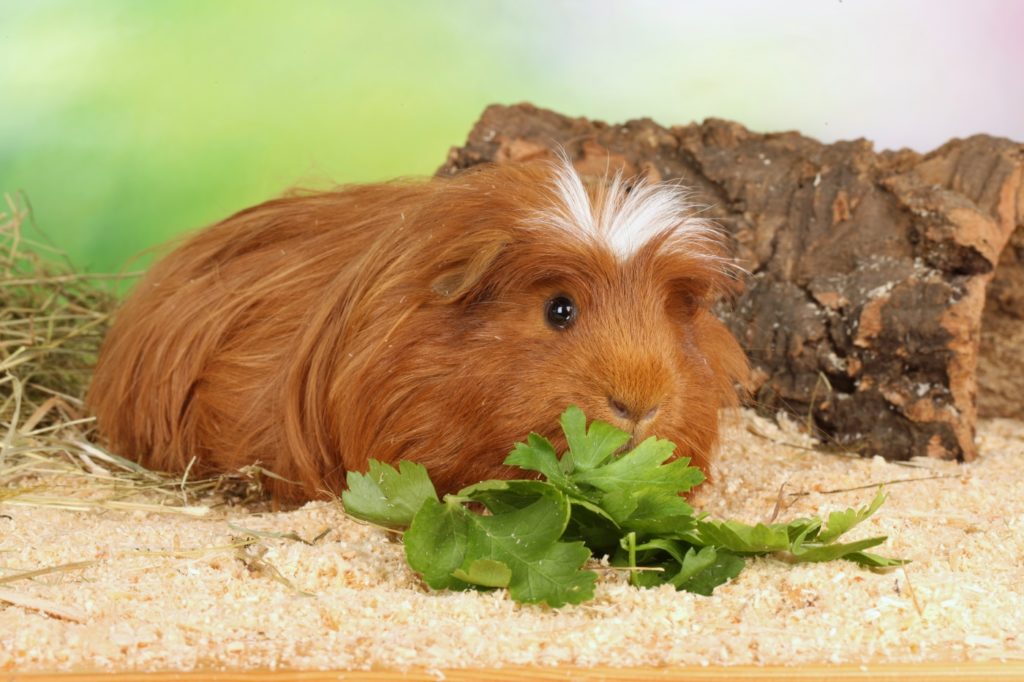 Langhaarige Meerschweinchen pflegen