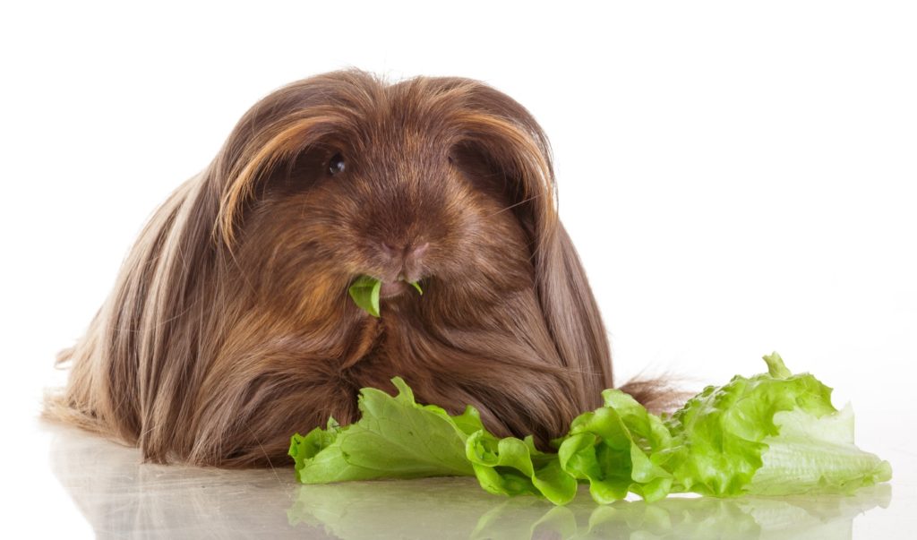 Langhaarige Meerschweinchen Informationen