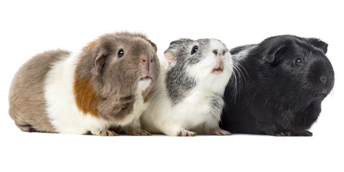 Lautsprache von Meerschweinchen