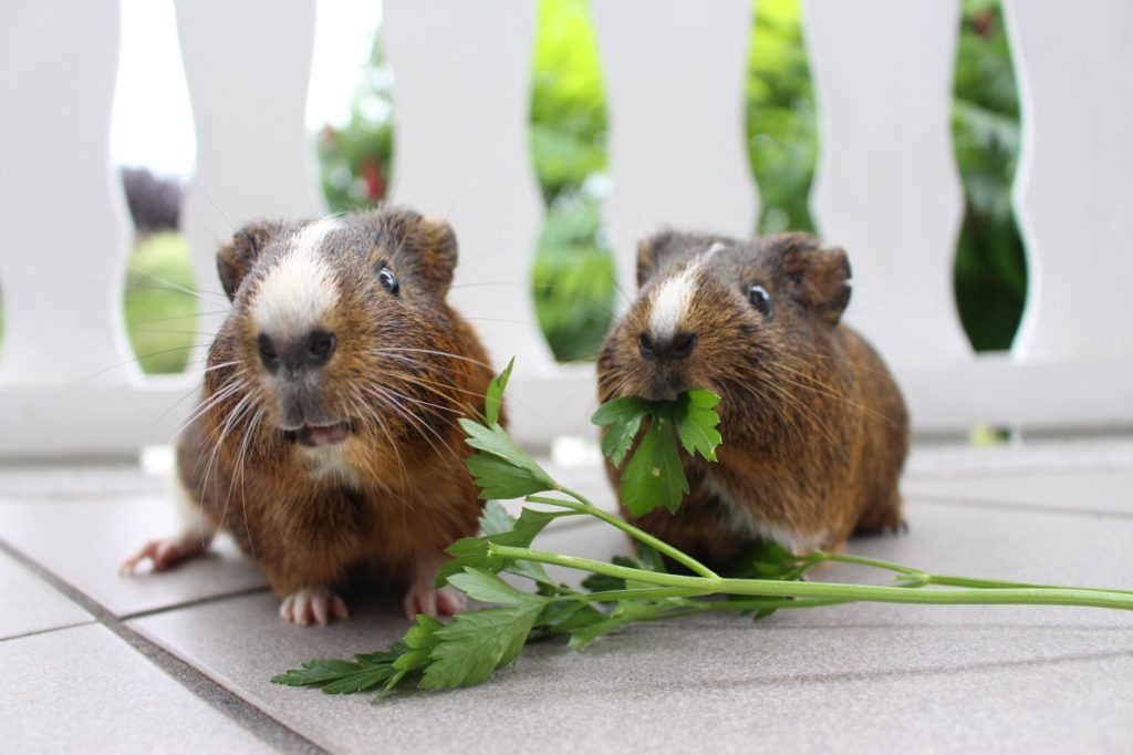 Das Foto zeigt zwei Meerschweinchen, die Kräuter fressen