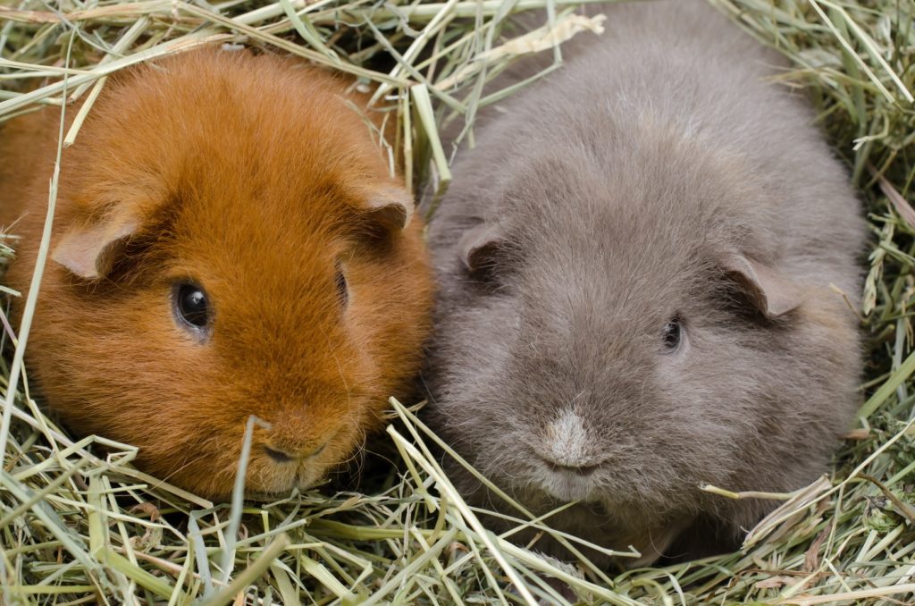 Meerschweinchen beißen nicht