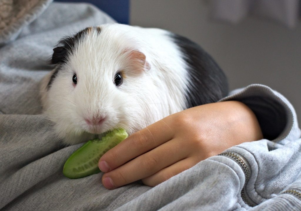 Meerschweinchen beißt nicht mehr