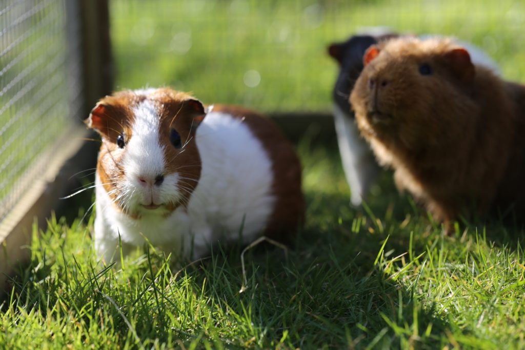 Meerschweinchen besteigen sich um Rangordnung zu klären