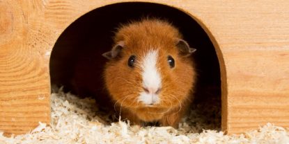 Meerschweinchen eingewöhnen