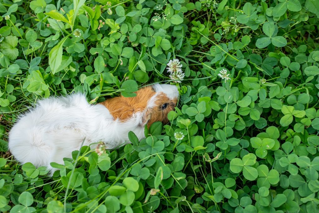 Meerschweinchen erstarrt