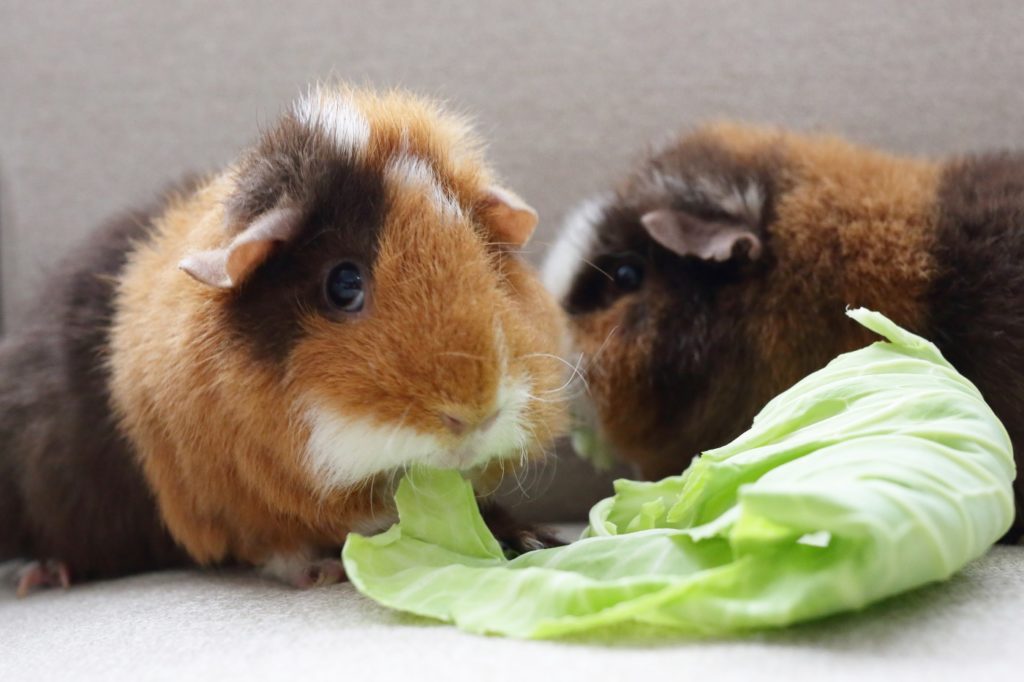 Das Foto zeigt zwei Meerschweinchen die Salat fressen