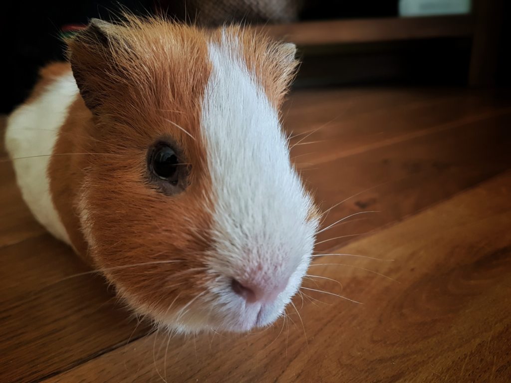 Meerschweinchen frisst Blinddarmkot der anderen aus der Gruppe