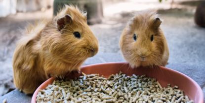 Meerschweinchen frisst nicht