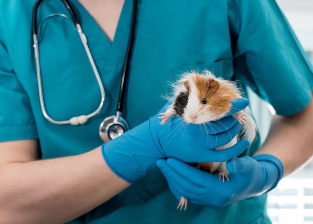 Meerschweinchen hat Schmerzen
