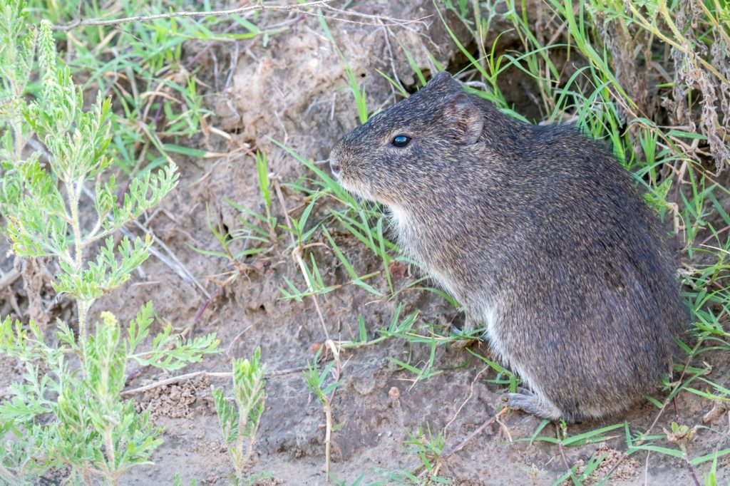 Meerschweinchen Herkunft Südamerika