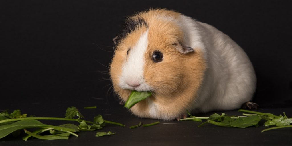 Meerschweinchen Frisst Nicht Mehr Und Atmet Schwer Warum frisst mein Meerschweinchen nicht? - Mögliche Ursachen