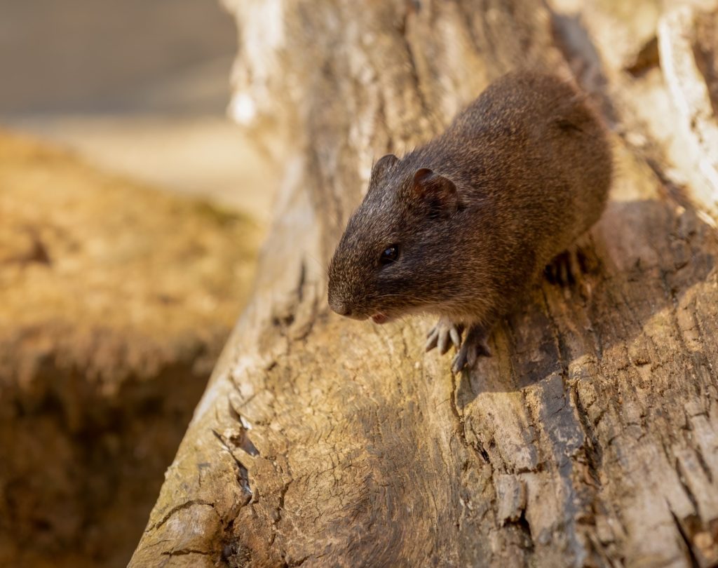 Meerschweinchen klettert in der Wildnis Südamerikas
