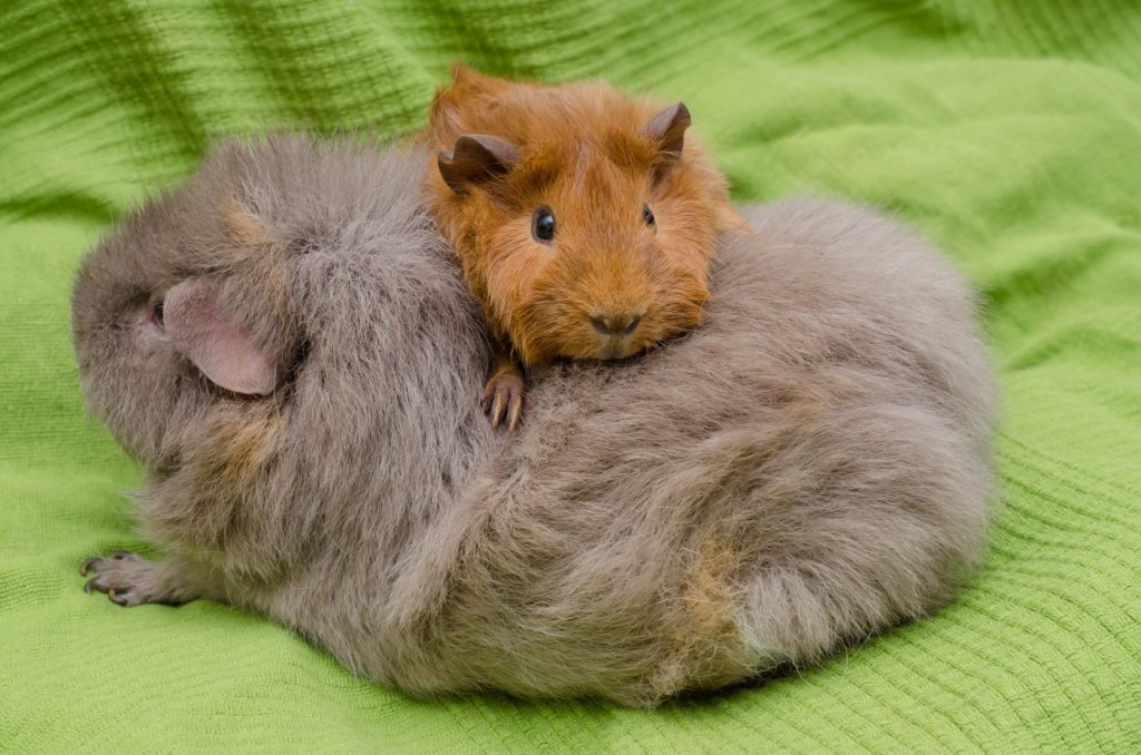 Meerschweinchen lecken sich gegenseitig