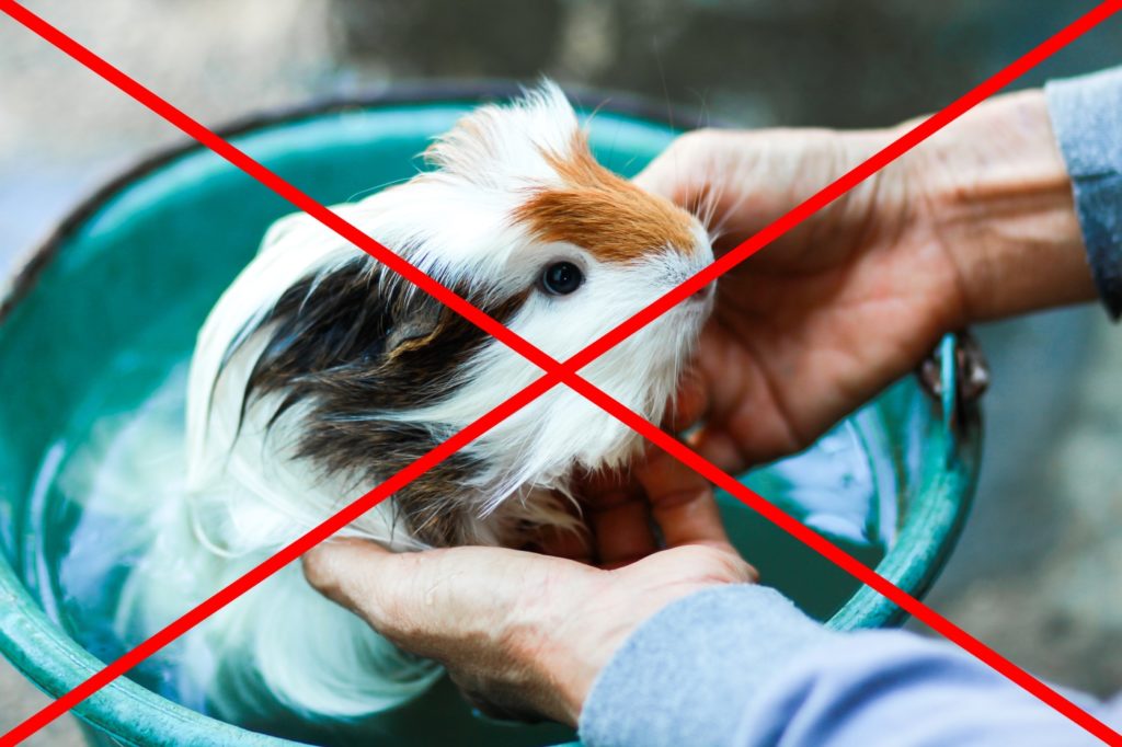 Meerschweinchen nicht baden