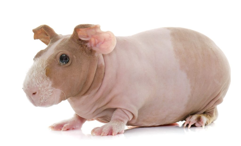 Meerschweinchen ohne Fell