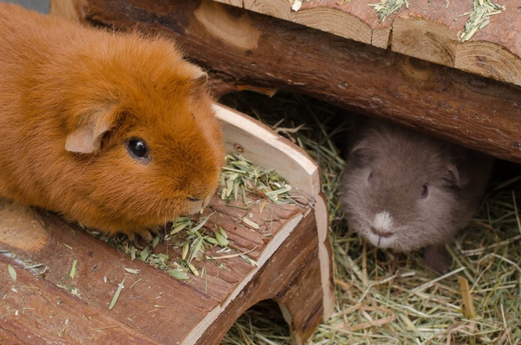 Meerschweinchen ohne Stress