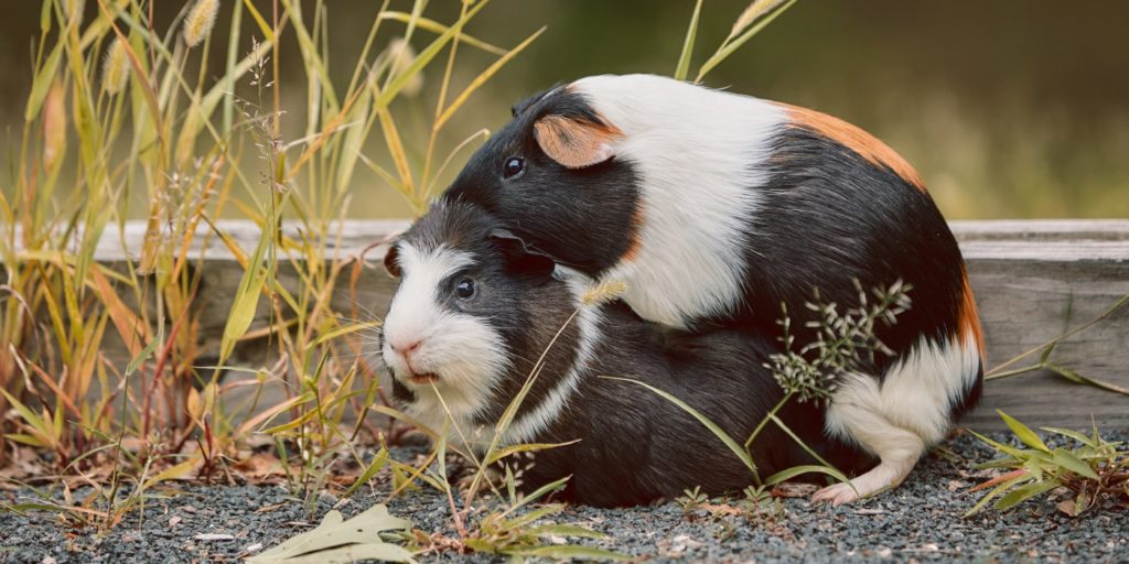 Verhalten beim Meerschweinchen Schockstarre, Gänsemarsch, Lecken