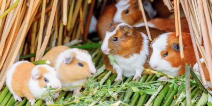 Meerschweinchen Verhalten deuten und verstehen