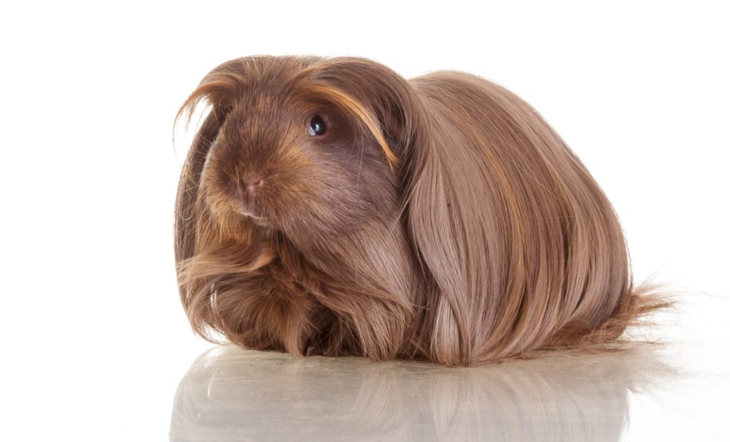 Meerschweinchenrasse Coronet