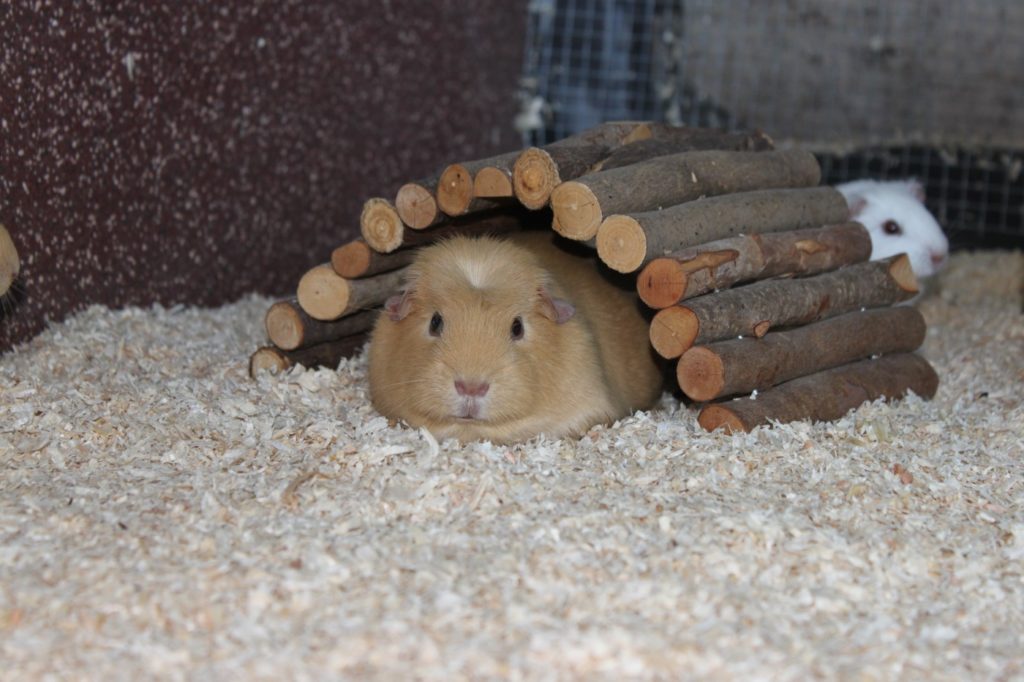 Muss man den Meerschweinchenstall desinfizieren