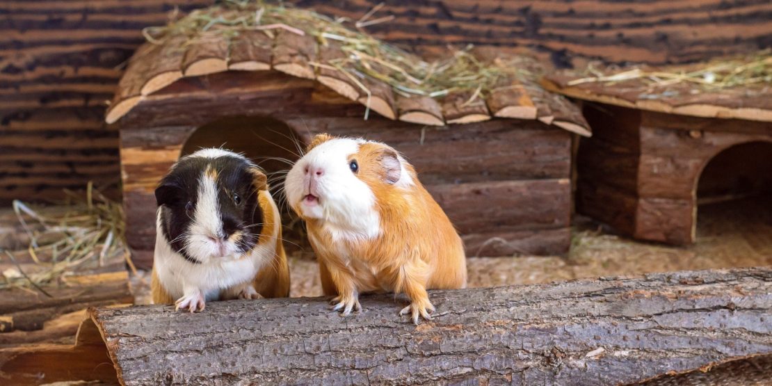 Meerschweinchenstall reinigen