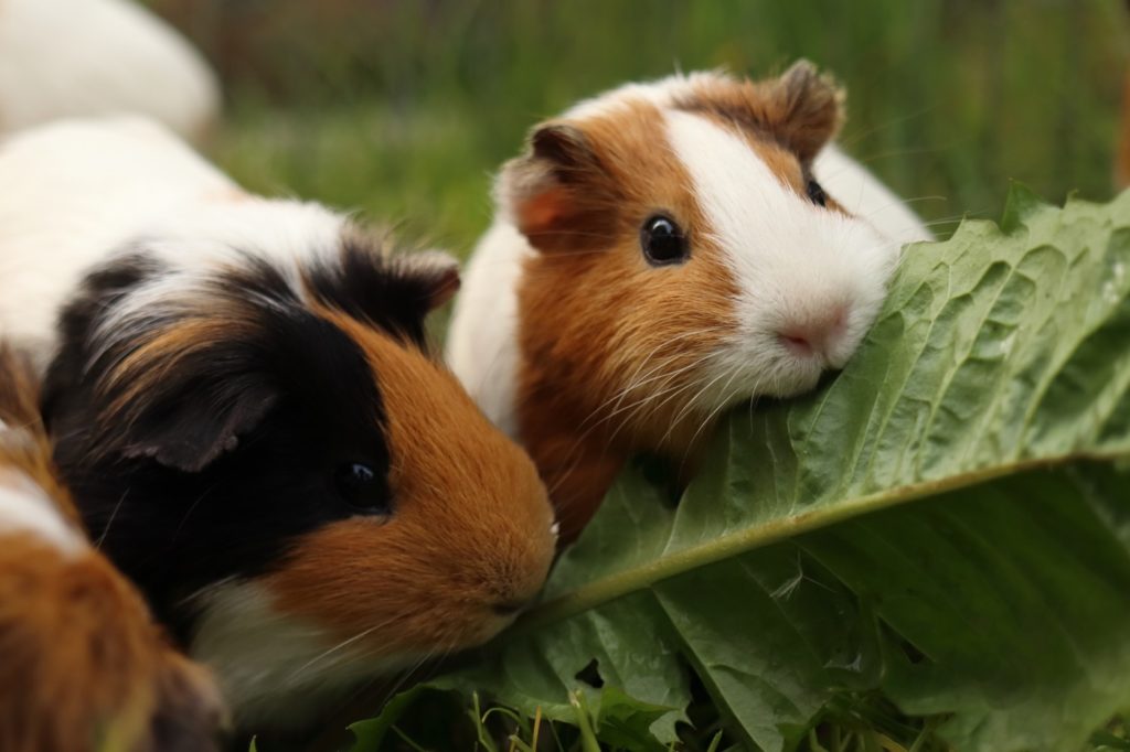 Das Foto zeigt zwei Meerschweinchen, die Löwenzahn fressen