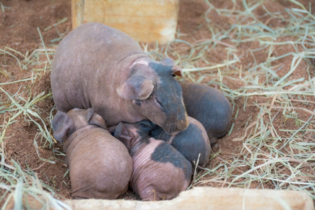 Nacktmeerschweinchen
