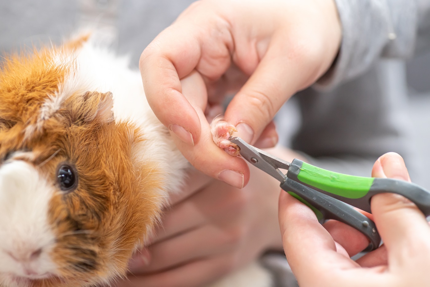 Wie Oft Muss Man Meerschweinchen Die Krallen Schneiden www.meerschweinchen-haltung.de