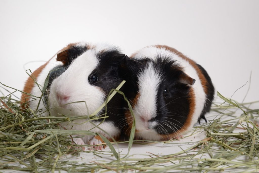 Meerschweinchen ist paarungswillig